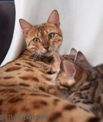 Bengal Cat rosetted